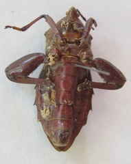 Pachylis nervosus