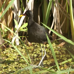 Jacana jacana