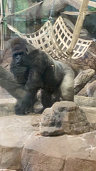 Gorilla gorilla