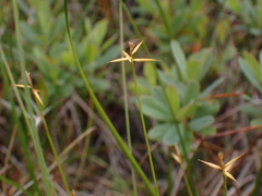 Carex pauciflora