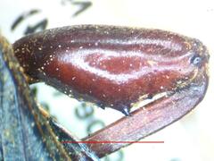 Pachylis nervosus