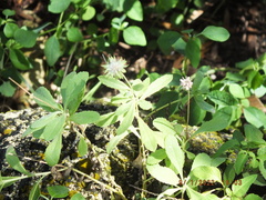 Gaillardia pulchella