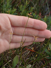 Carex pauciflora