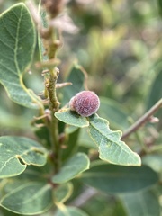 Disholandricus lasius