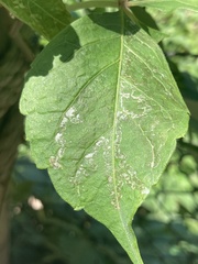 Phyllocnistis vitegenella