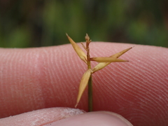 Carex pauciflora