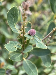 Disholandricus lasius