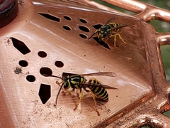 Vespula squamosa