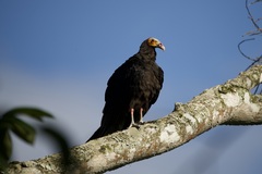 Cathartes burrovianus
