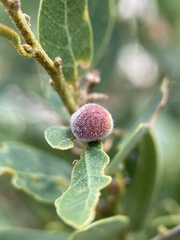 Disholandricus lasius