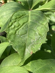 Phyllocnistis vitegenella