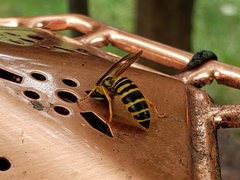 Vespula squamosa
