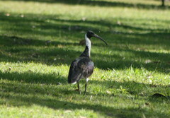 Threskiornis spinicollis
