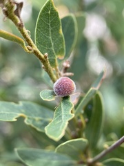 Disholandricus lasius