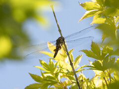 Pantala hymenaea
