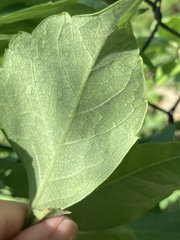 Phyllocnistis vitegenella