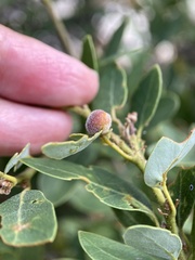 Disholandricus lasius