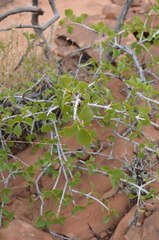 Fraxinus anomala