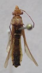 Alydidae