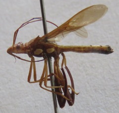 Alydidae