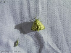 Apoda y-inversa