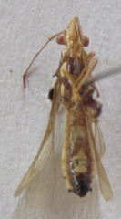 Alydidae