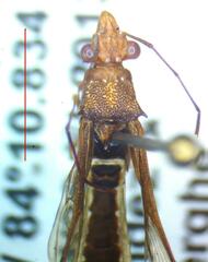 Alydidae