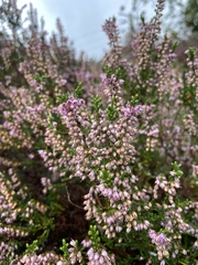 Ericeae