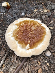 Ganoderma polychromum