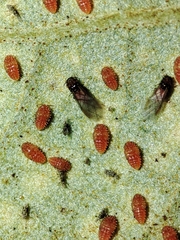 Phylloxera quercus
