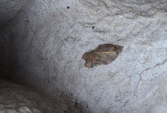 Acleris emargana
