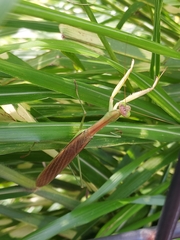 Tenodera angustipennis