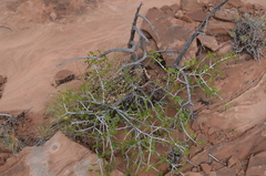 Fraxinus anomala