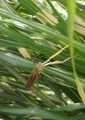 Tenodera angustipennis