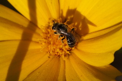 Lasioglossum
