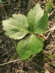 Cryptotaenia canadensis