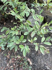 Cotoneaster coriaceus