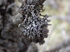 Hypogymnia