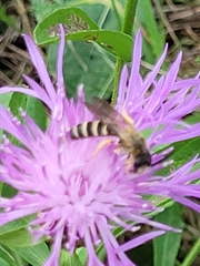 Halictus scabiosae