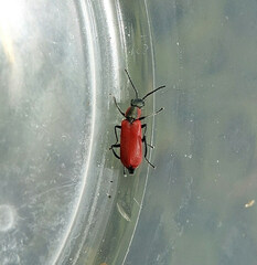 Anthocomus rufus