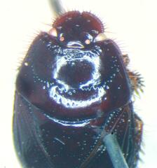 Cydnidae