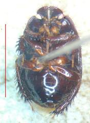 Cydnidae