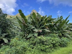 Musa