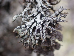 Hypogymnia