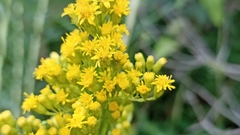 Solidago chilensis