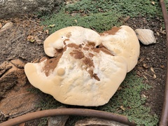 Ganoderma polychromum