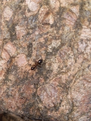 Formica pallidefulva