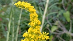 Solidago chilensis