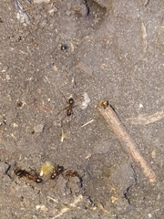 Formica pallidefulva
