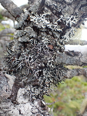 Hypogymnia